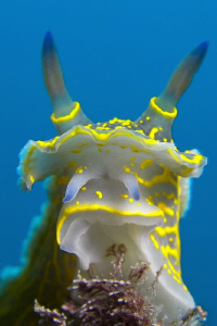 Head of a Hypselodoris picta by Roland Bach 